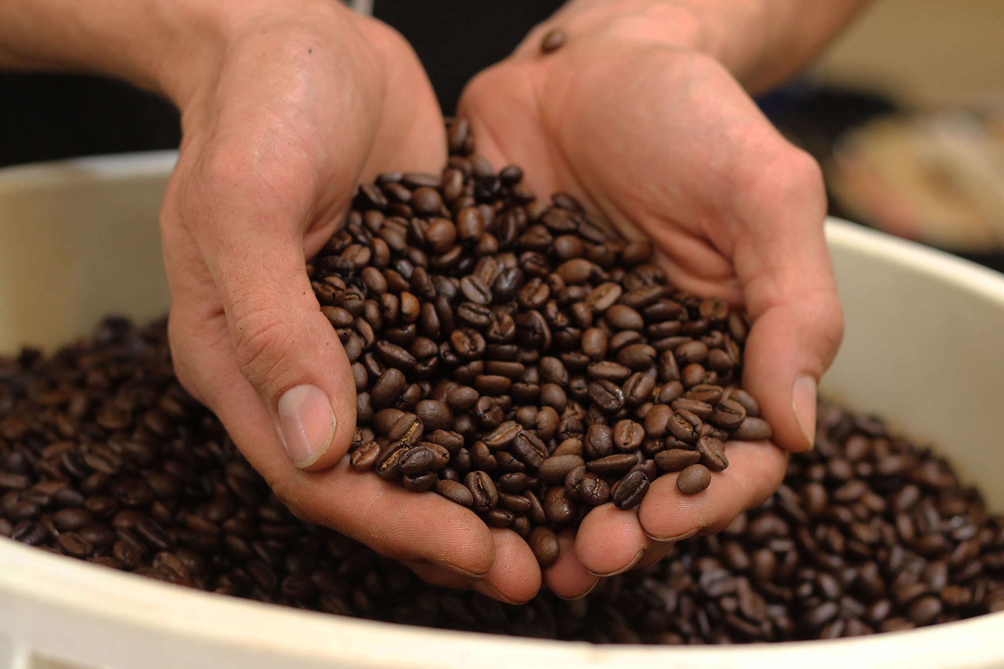 Cupped hands holding a pile of newly finished coffee beans.
