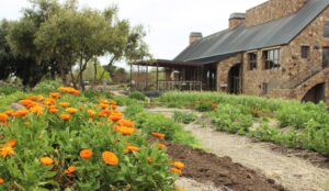 Calendula growing in from of Niner building