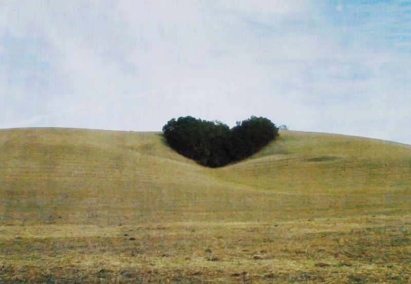 A photo of the heart-shaped tree grove at heart hill before any vines had been planted