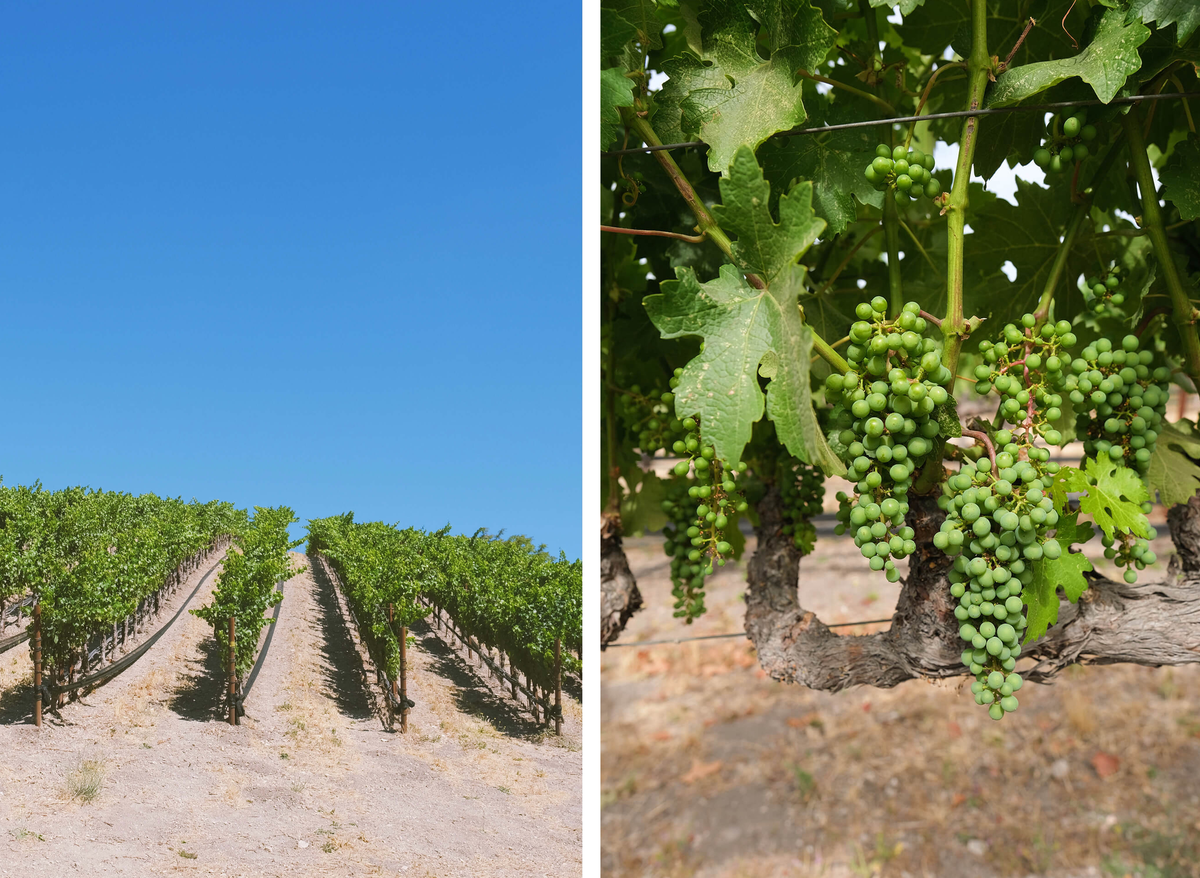 Cabernet Sauvignon Vines and Clusters
