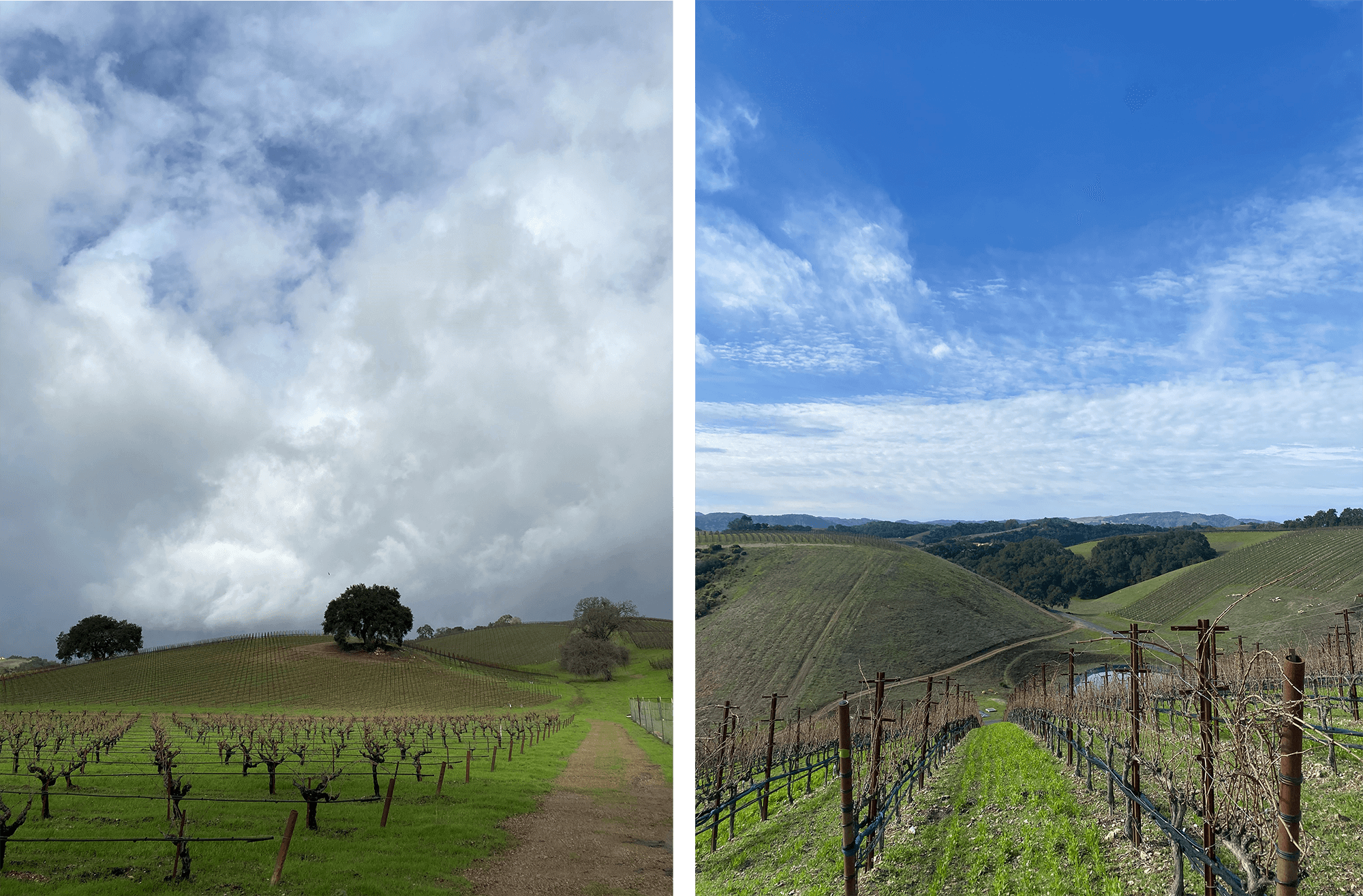 two pictures showing vineyards, bright blue skies and green rolling hills
