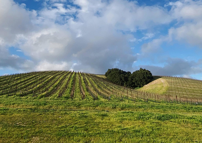 Heart Hill Spring Homepage Vineyard