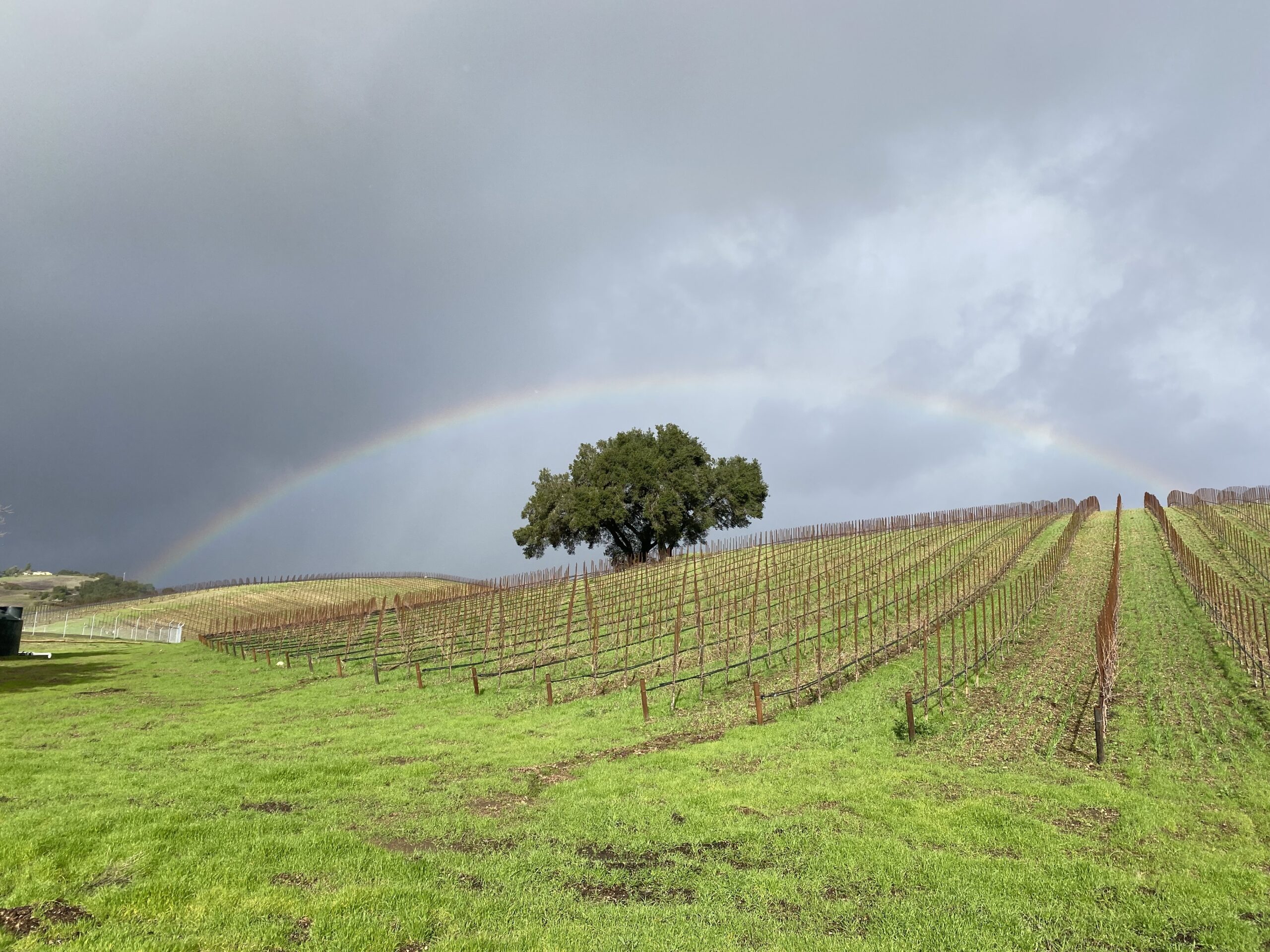 a rainbow over the vineyard at Heart Hill