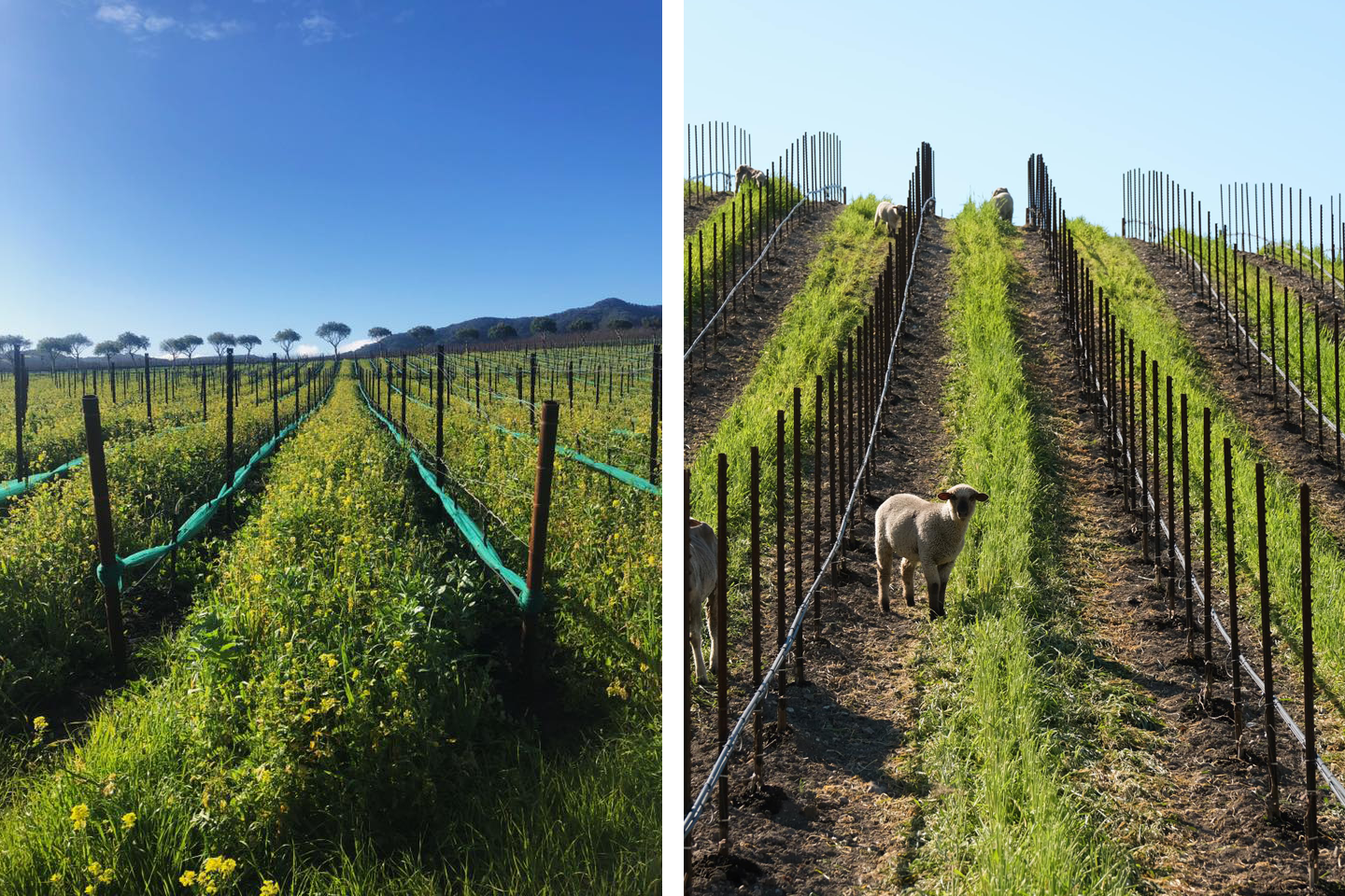 Pictured left: cover crop between rows at Jespersen Ranch. Right: Sheep graze on cover crops at Heart Hill Vineyard.