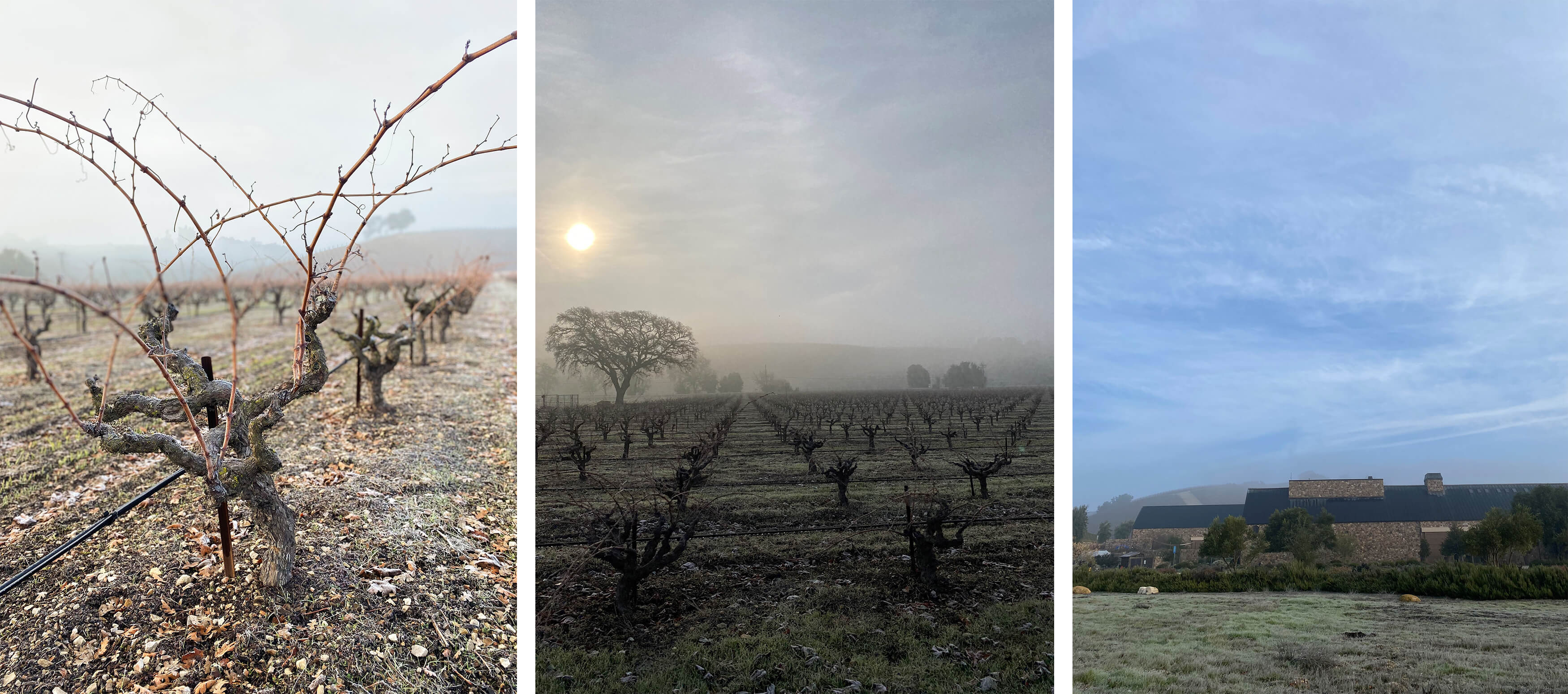 Three images showing frost in the vineyards