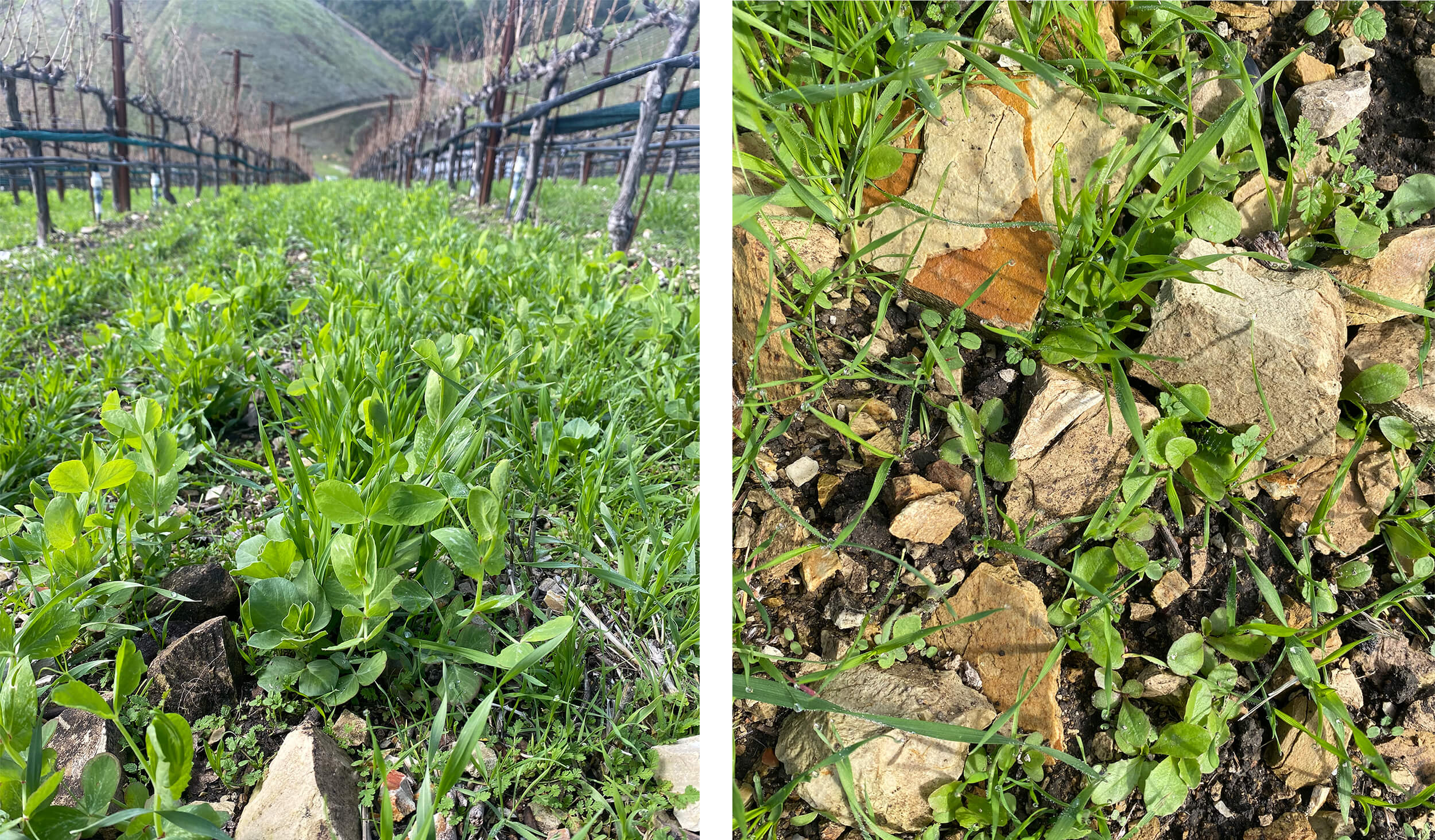 two images showing rocks in the vineyard