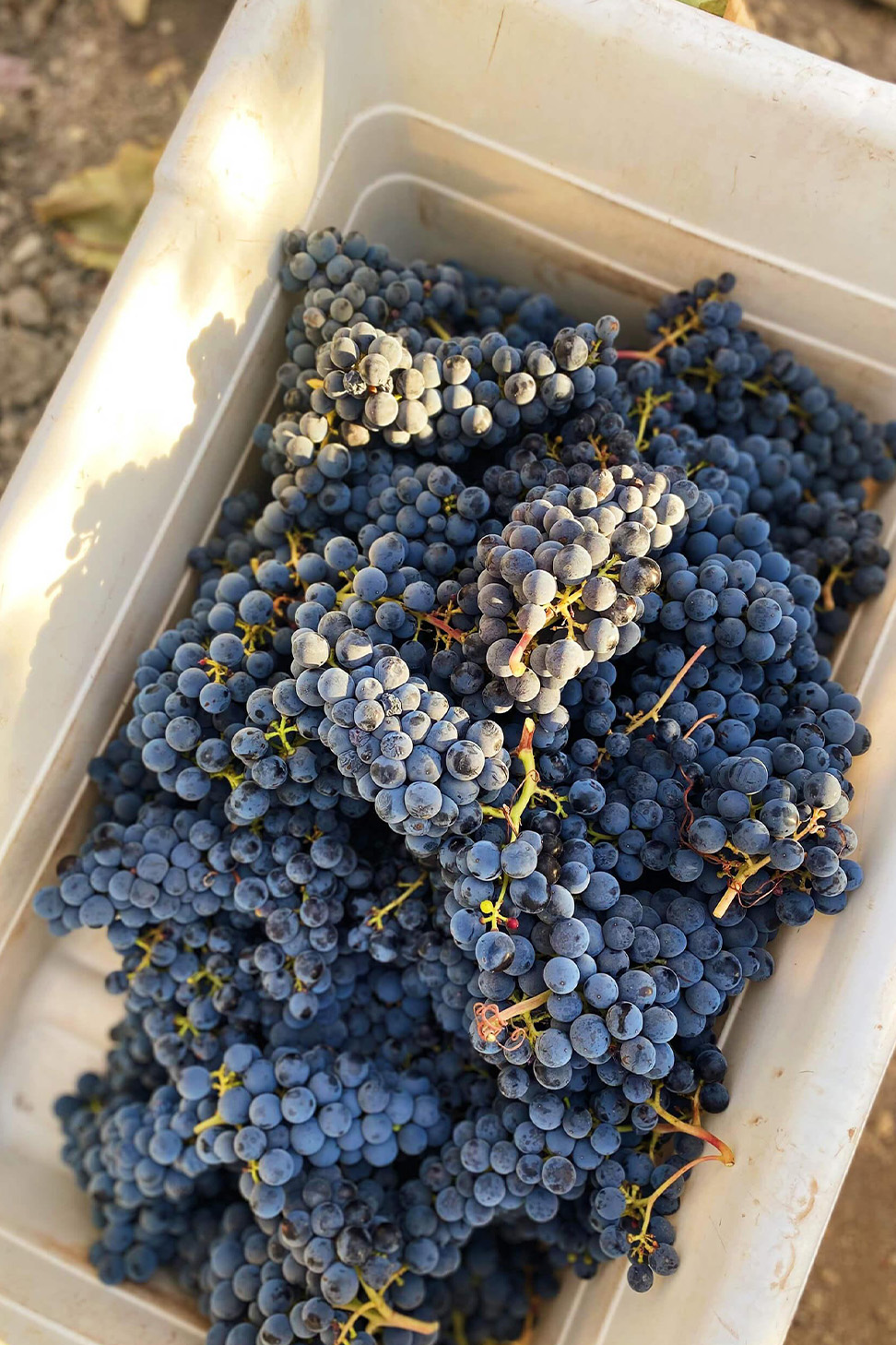A white bin full of purple wine grape clusters