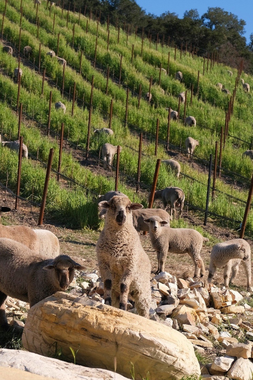 A sheep stands on a rock in the foreground, with green vineyards hillsides and more sheep dotting the hill behind it.