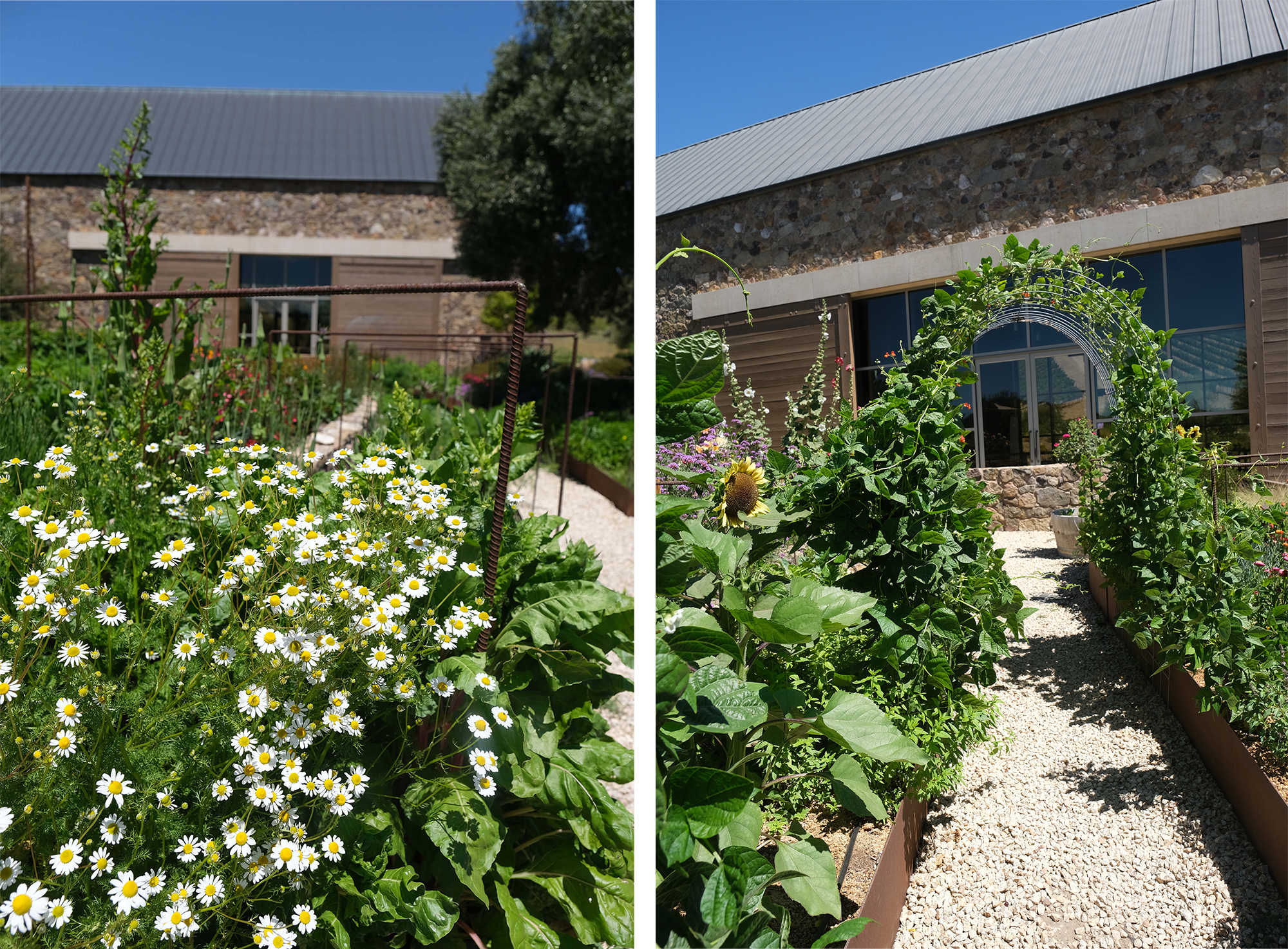 chamomile and an archway in the garden