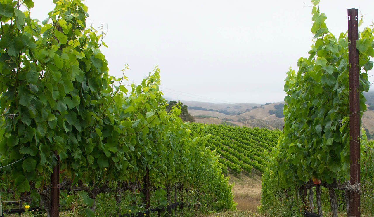 Vines at Jespersen Ranch