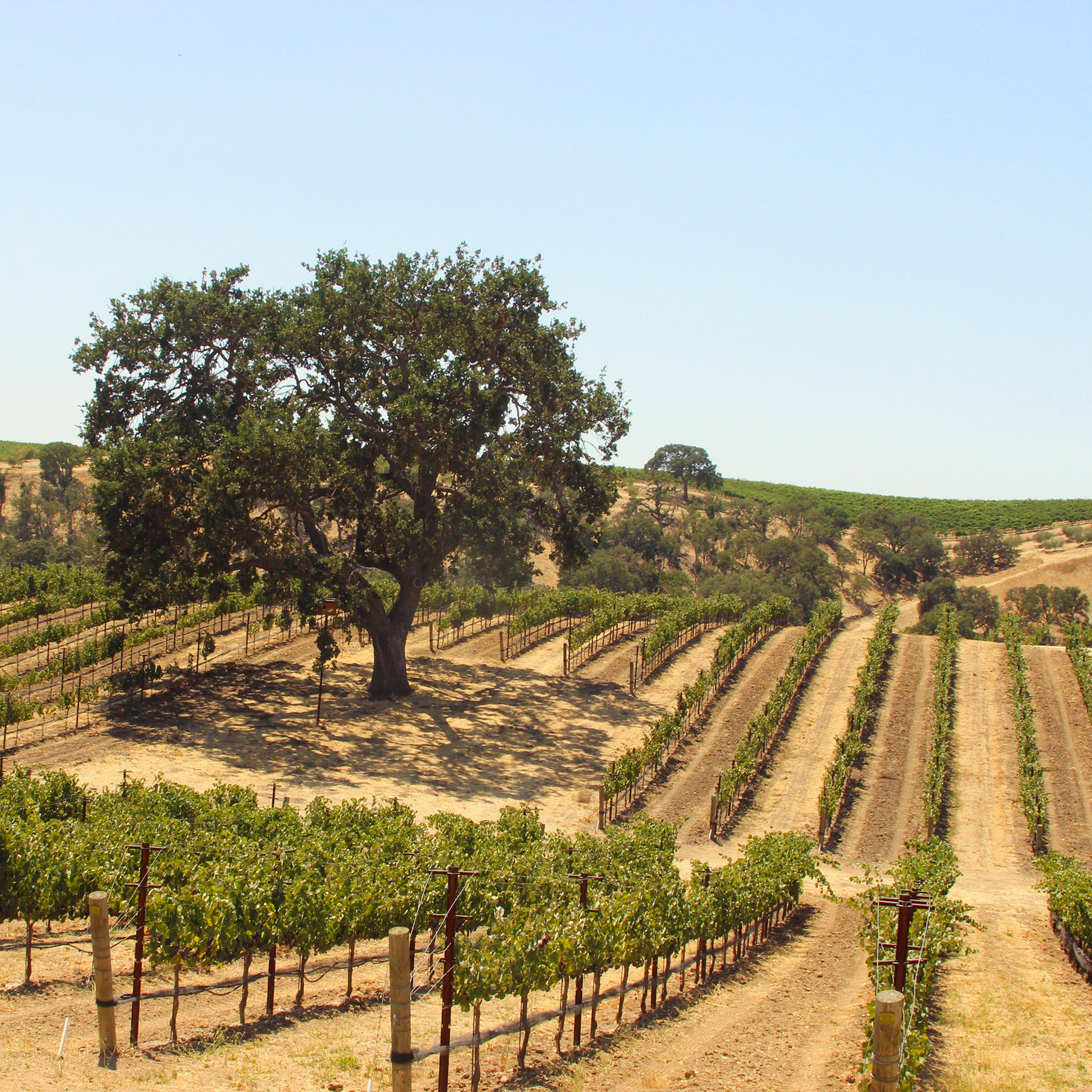 Boatjack Ranch Vineyard with Oak tree in the middle