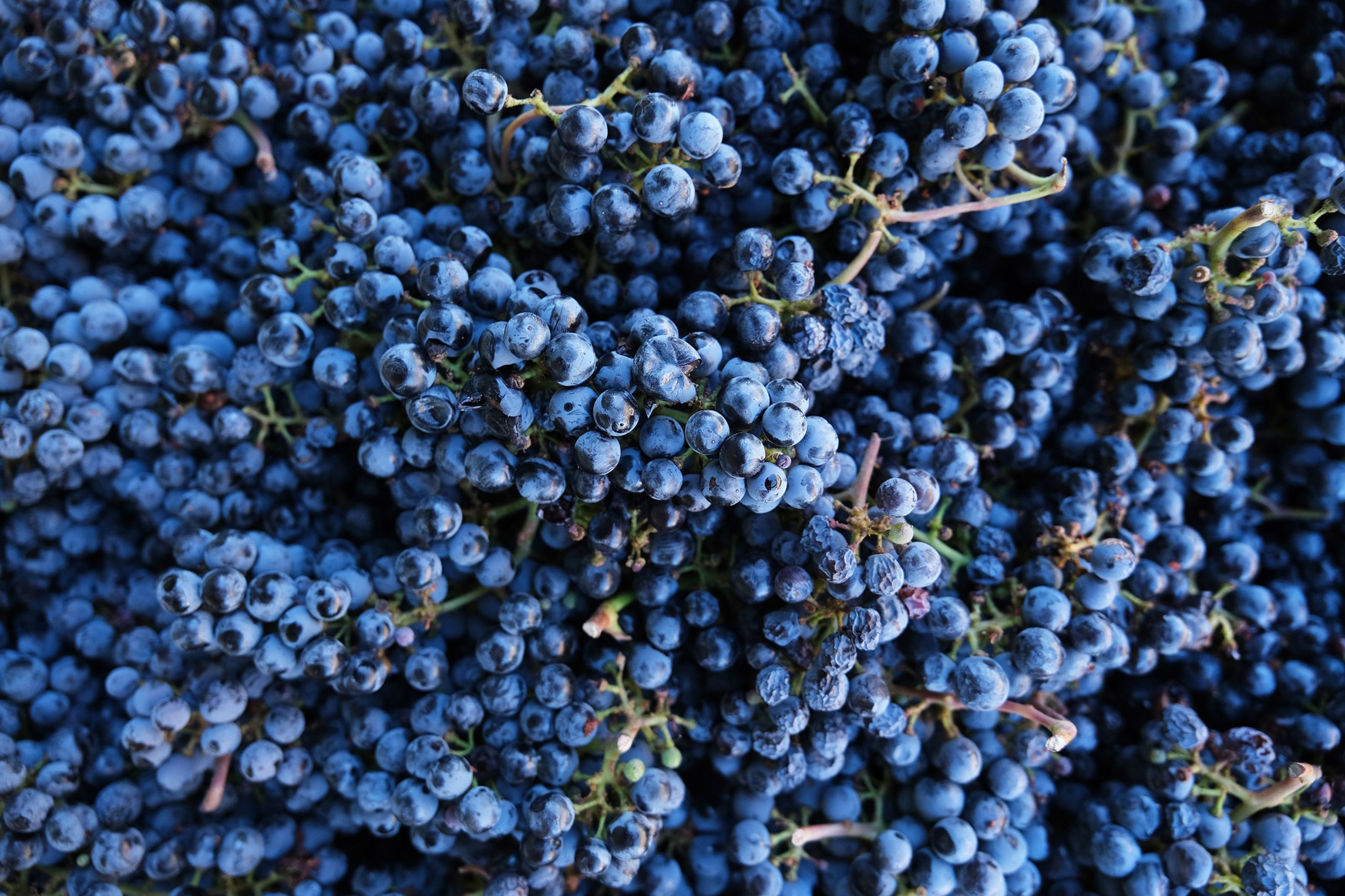 Cabernet Sauvignon grapes close up.