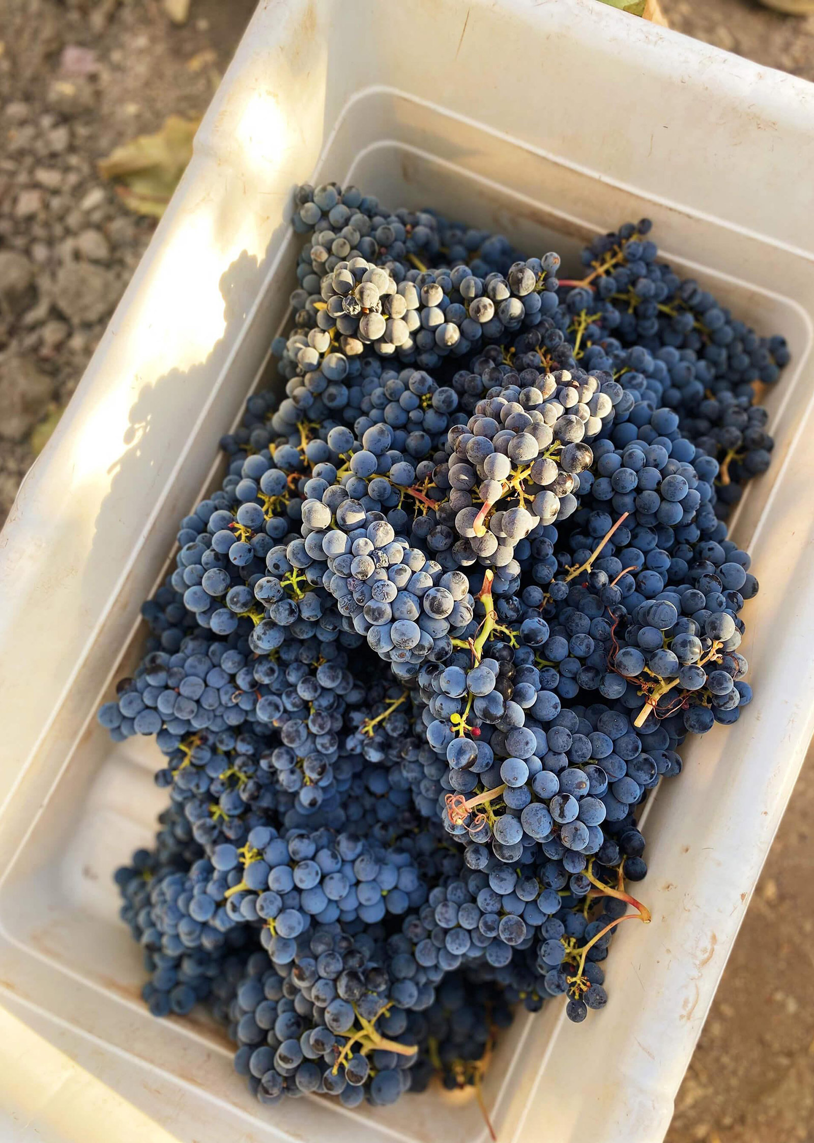 Picked grapes in white bin