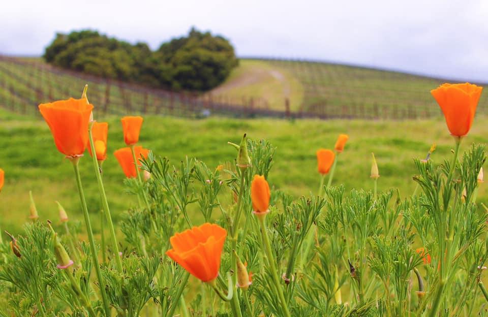 Heart Hill Vineyard in the spring with green cover crop and bright orange poppies