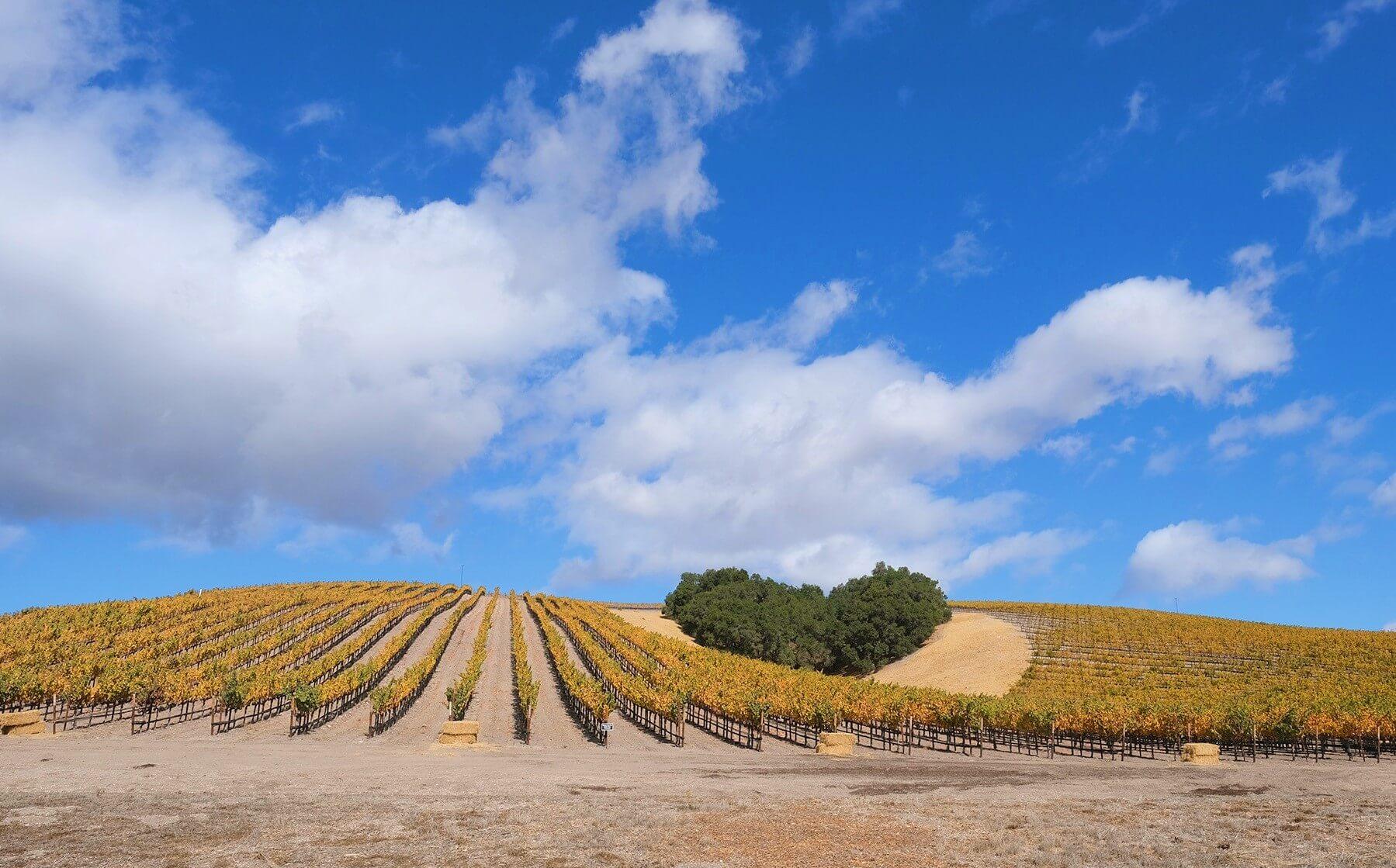 Heart Hill oak trees surrounded by golden grapevines and hills