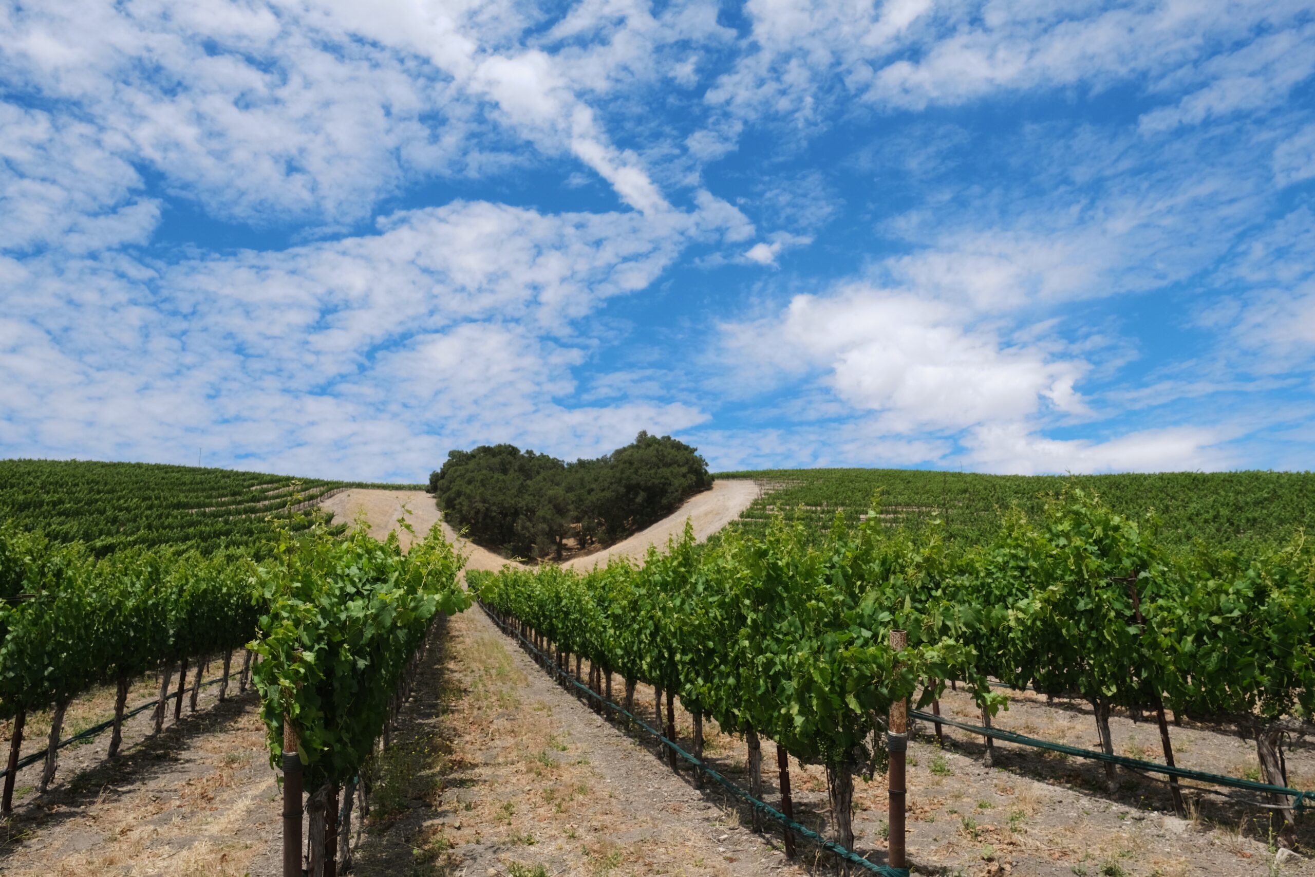 Heart hill vineyard with blue, cloudy skies and green vines