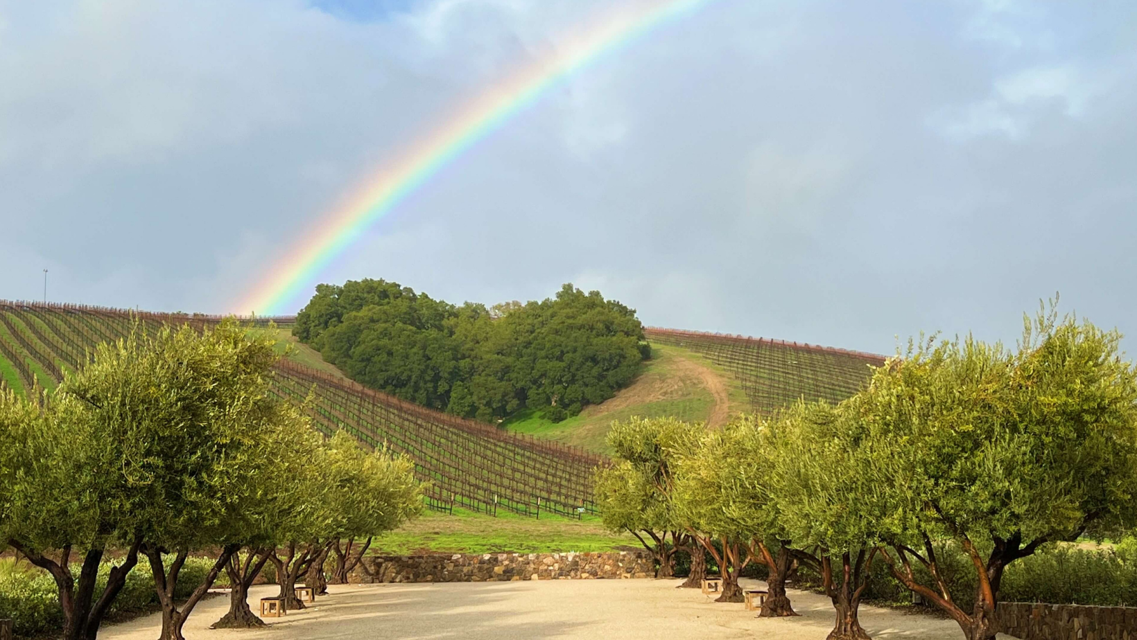 A rainbow over Heart Hill Vineyard with green cover crop between rows