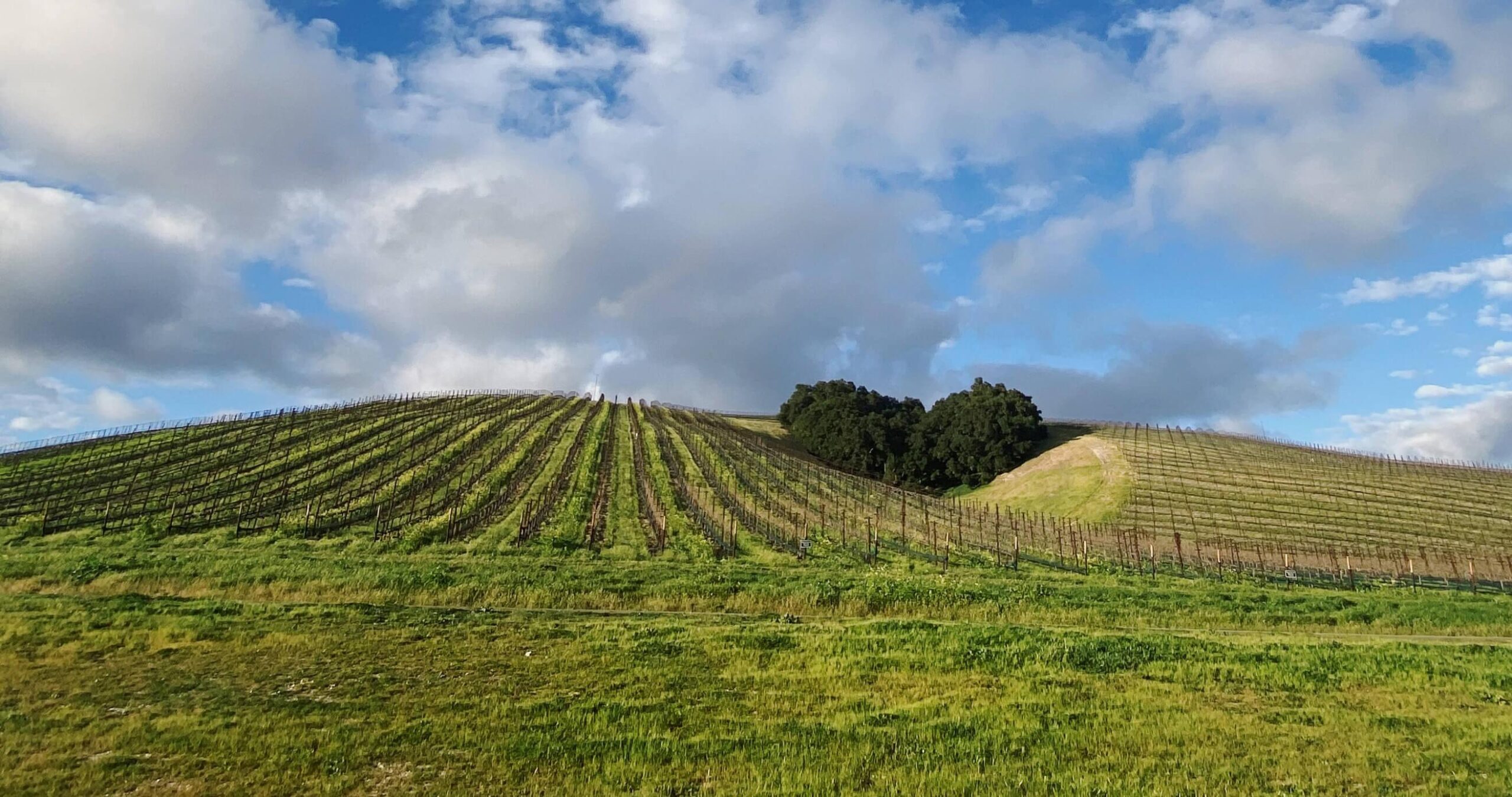 Heart Hill vineyard on a spring day with blue skies, clouds and bright green cover crop and grass.