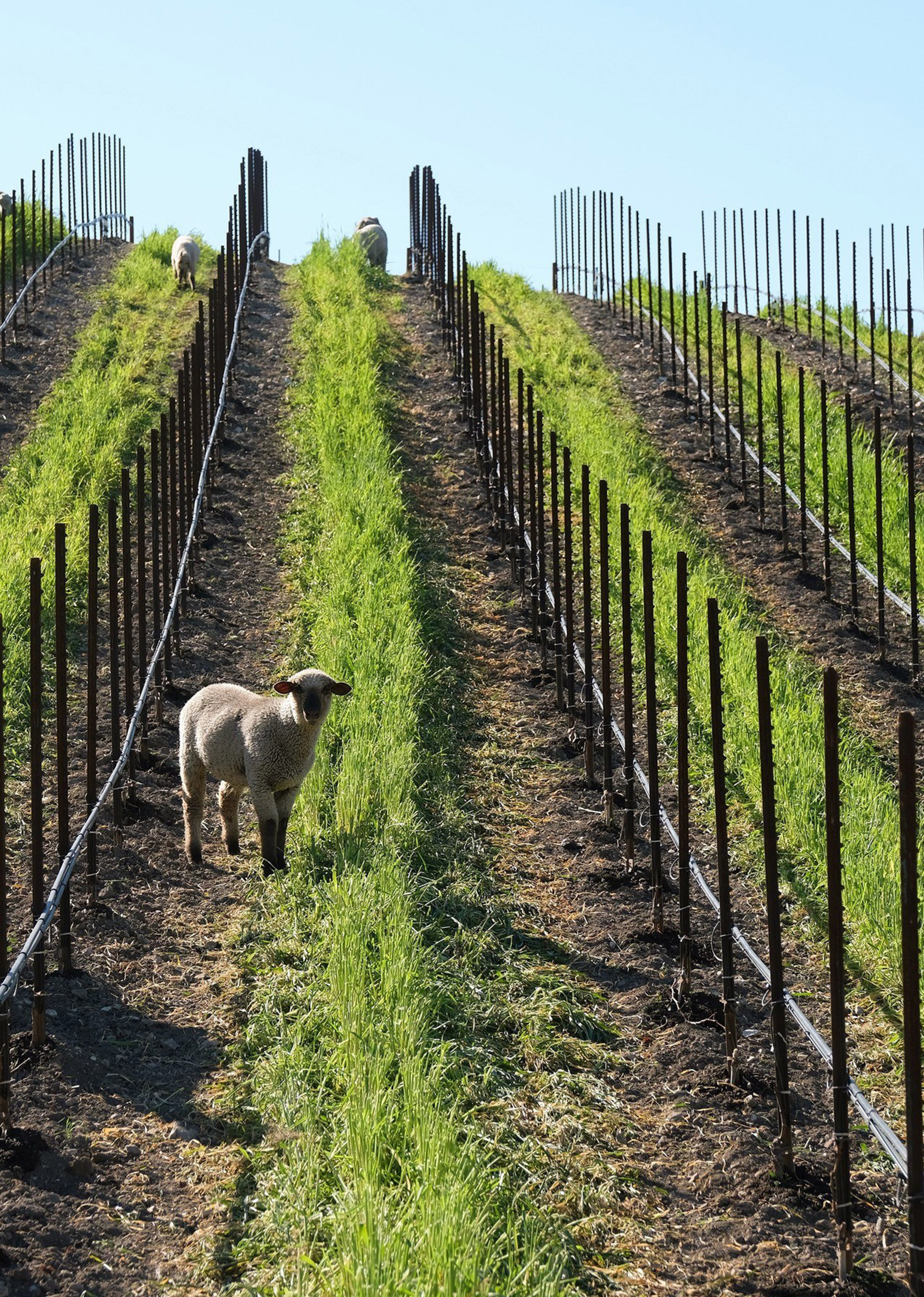 Sheep in Niner Vineyards