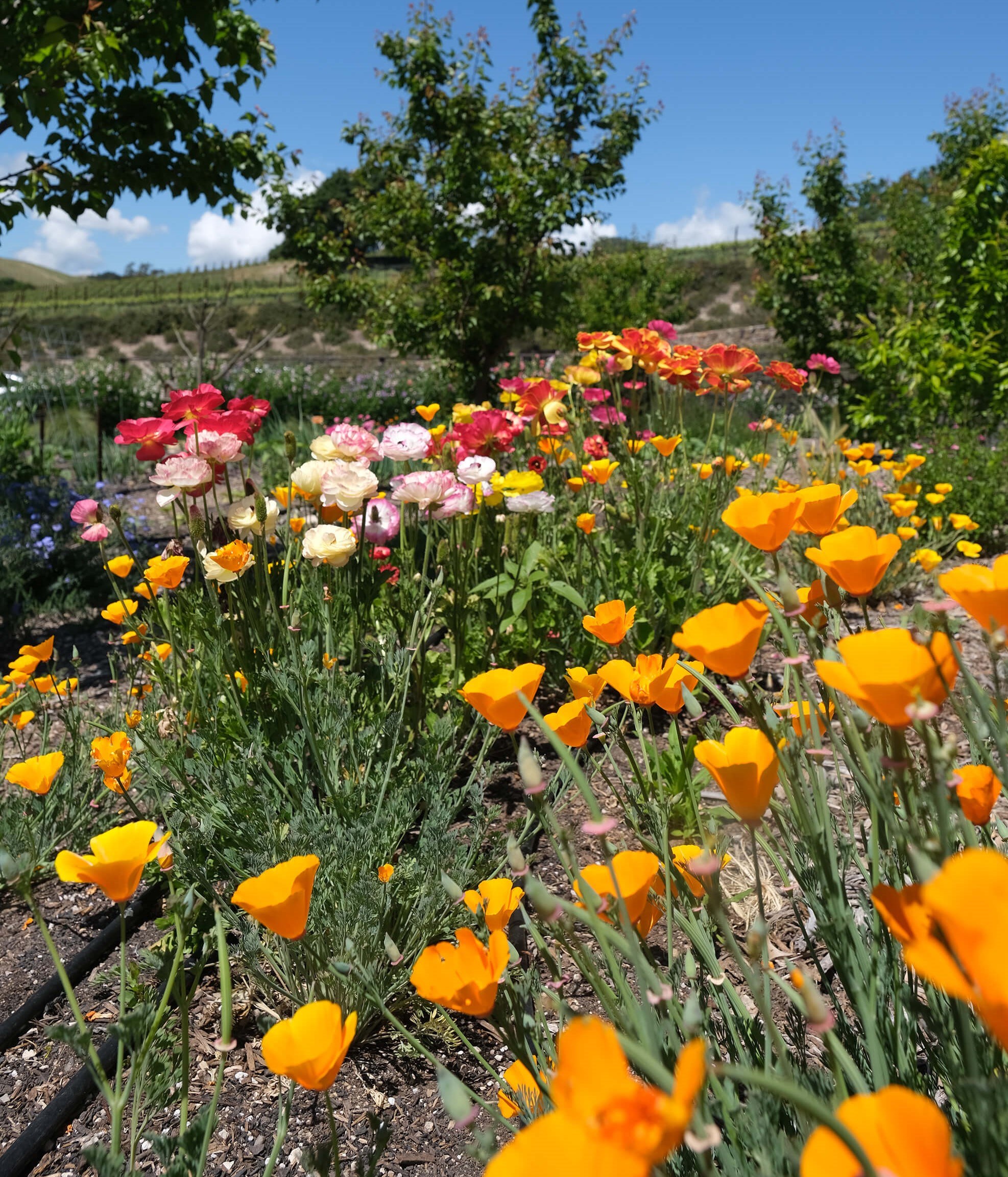 Orchard garden blooms