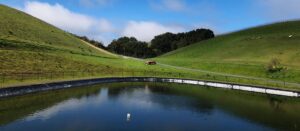 Pond at Niner Wine Estates