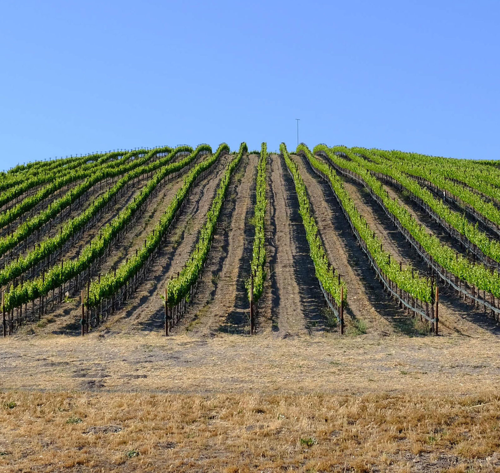 Rolling Vineyard