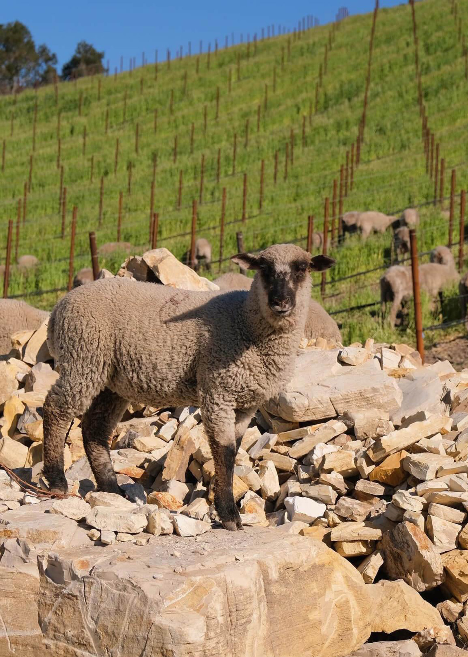 Sheep in vineyard on shale rocks
