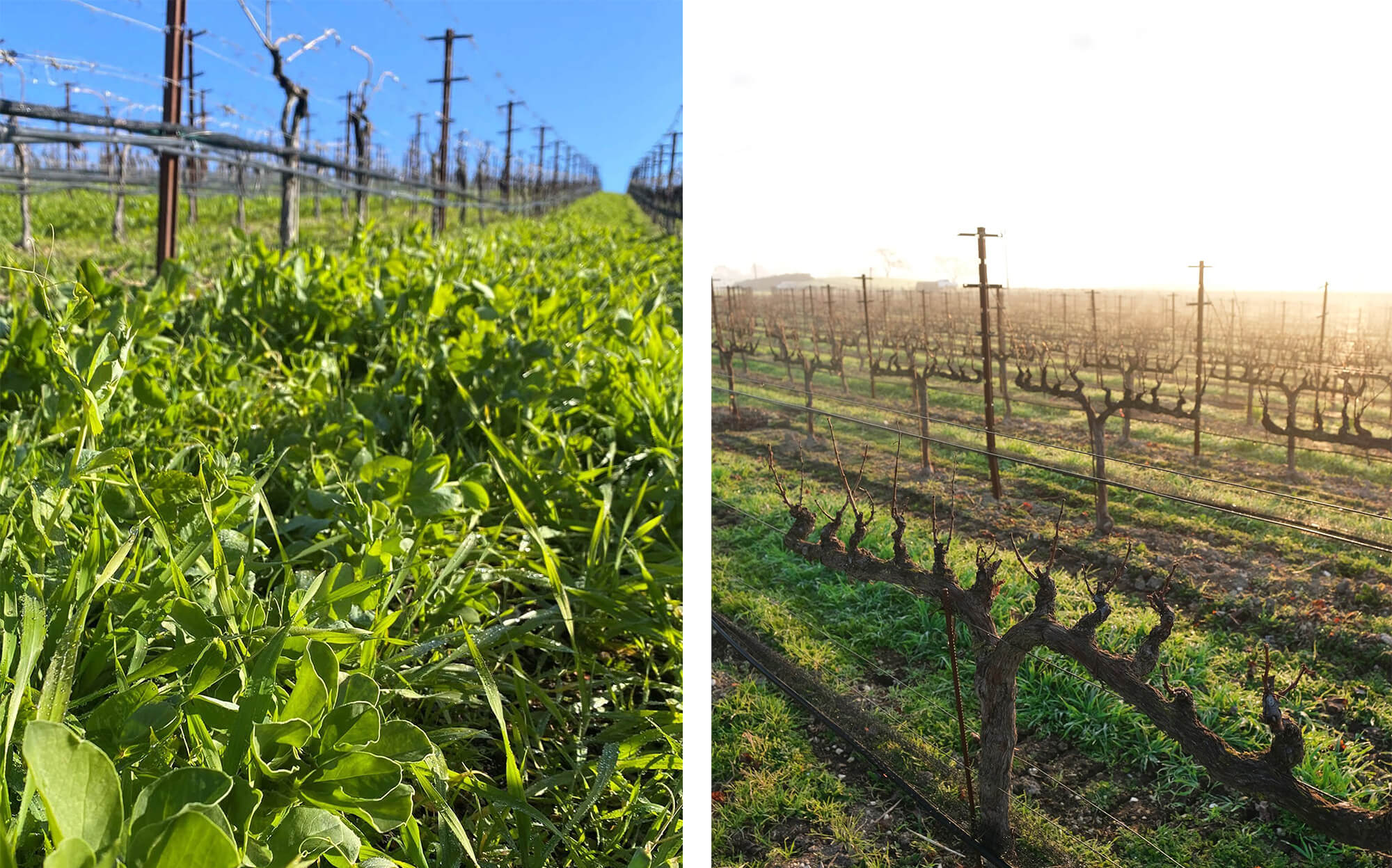 Bright green winter cover crop & golden hour in the vineyard