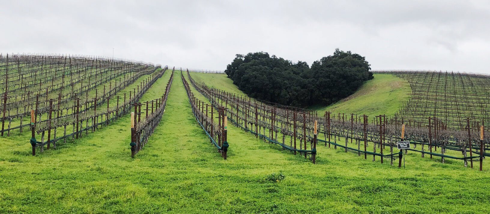 The heart-shaped grove of trees at the center of heart hill vineyard on a cloudy day.