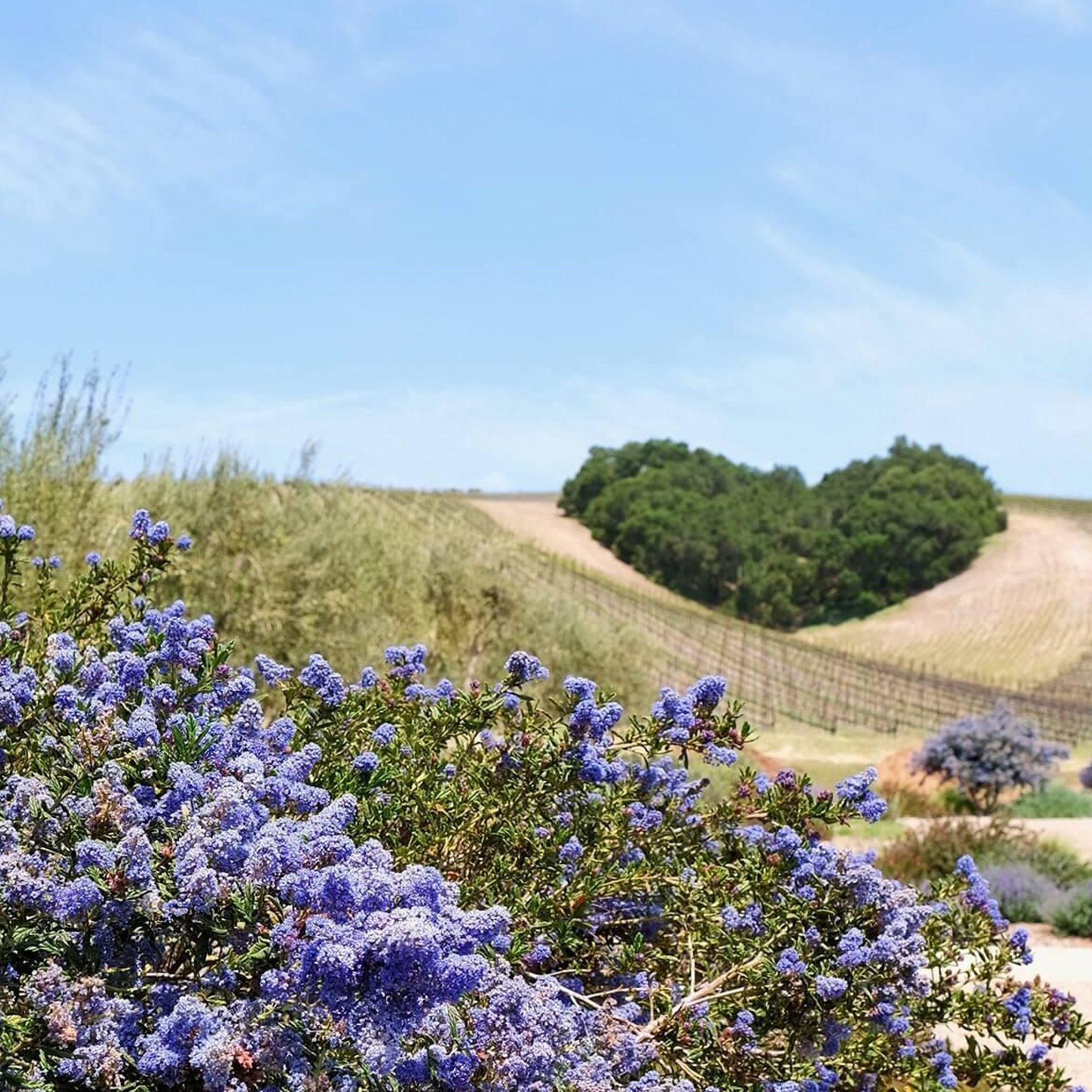 Heart Hill Spring Vineyard with purple flowers in forground