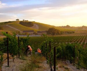 A sunset is glowing over vineyards as people harvest grape clusters from the vines.
