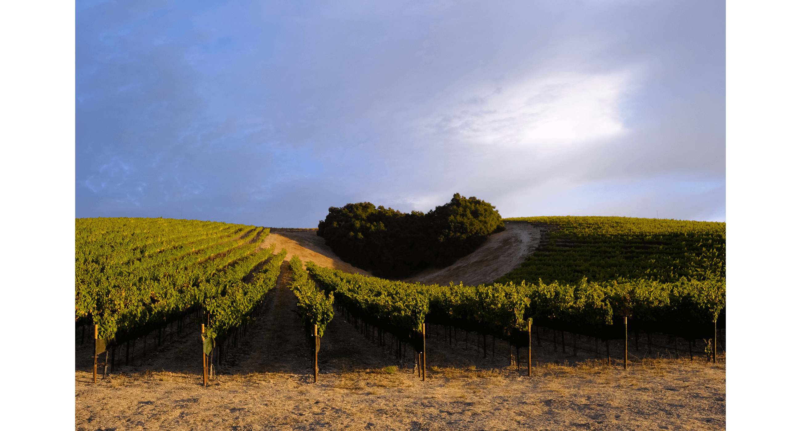 A hillside vineyard with a clump of oak trees that resemble the shape of a heart.