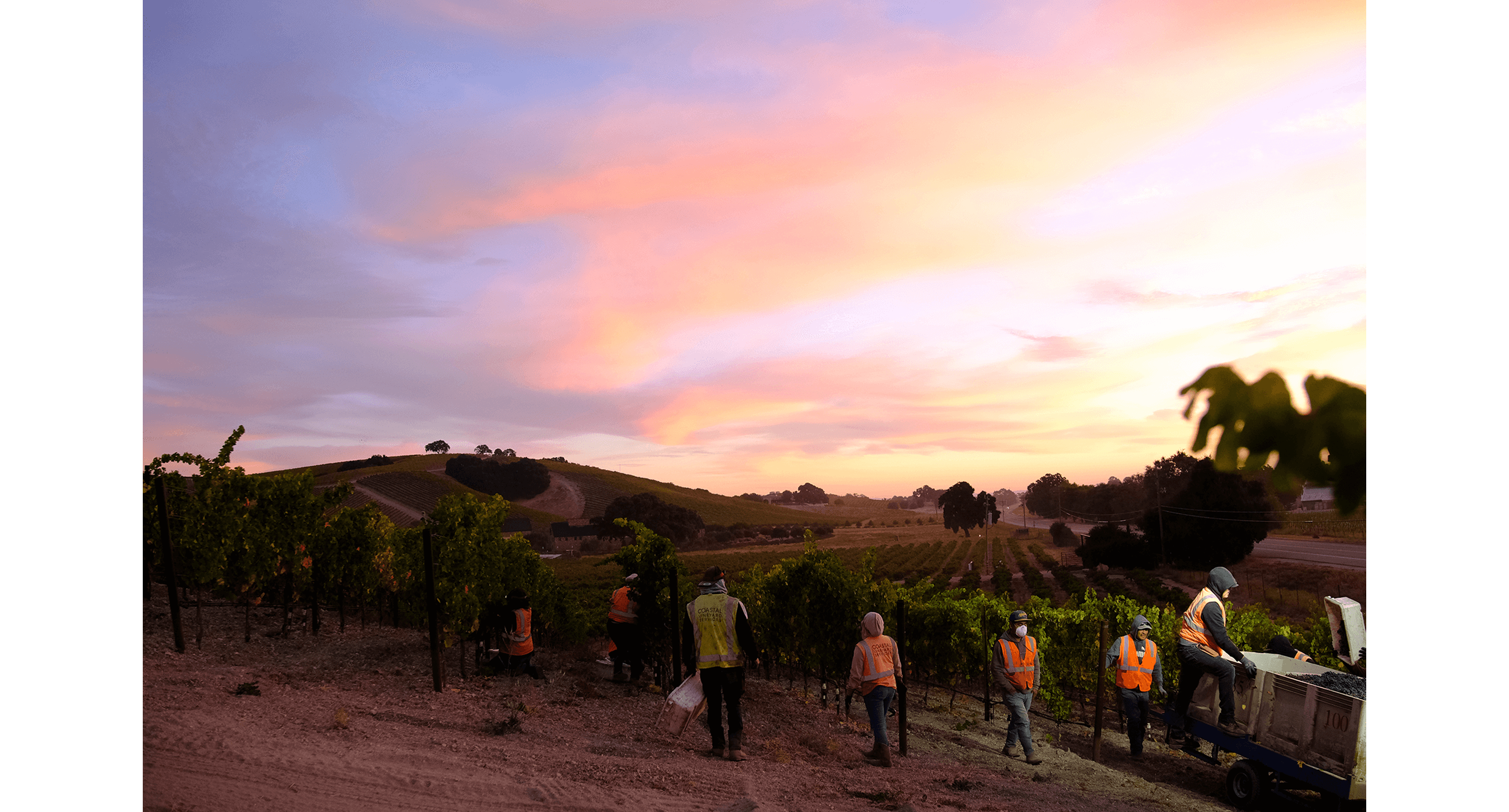 A brilliant sunrise with pink, blue and yellow clouds is shown over workers in a vineyard, getting ready to harvest grapes.