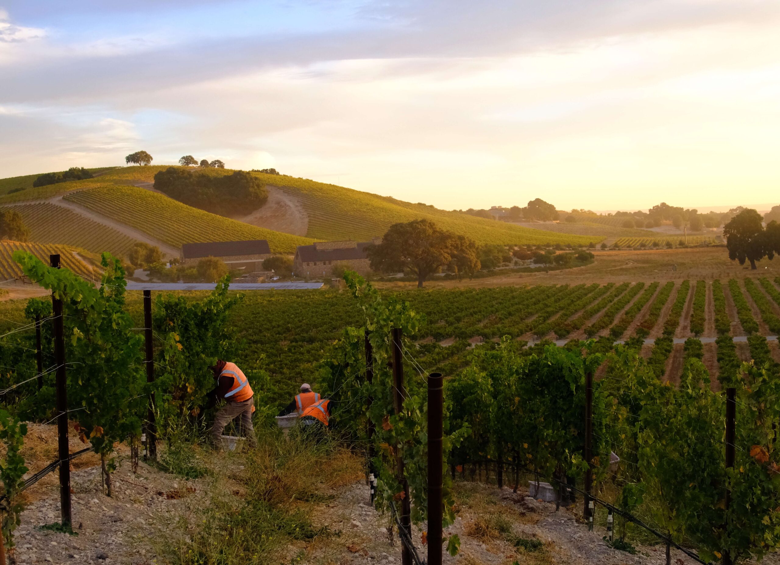 Harvesting Cabernet Sauvignon at sunrise, with vineyards in the foreground and rolling hills and a pink sky in the background.