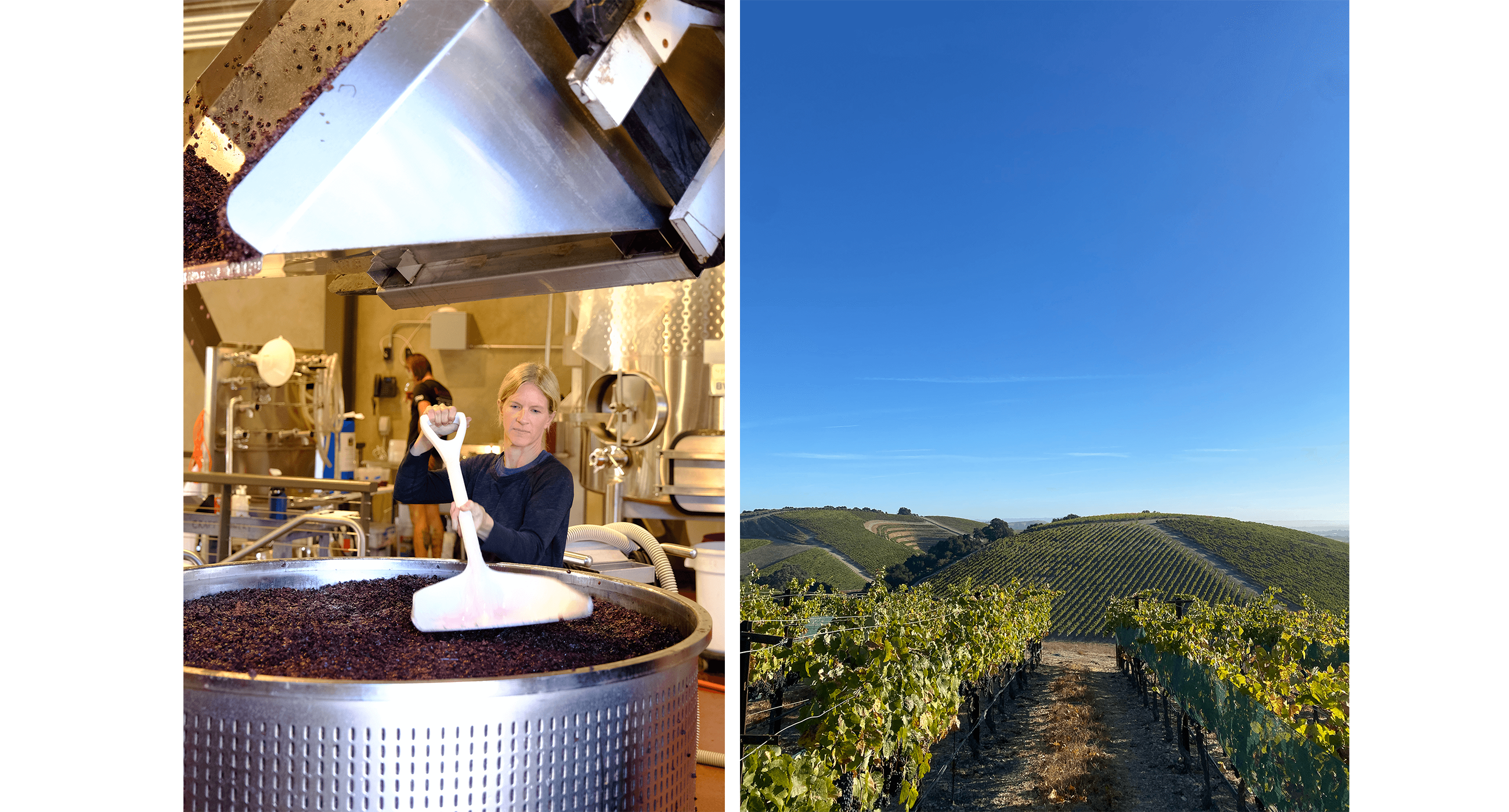 A winemaker taps down on grapeskins packed into a basket press. On the right, a bright blue sky is shown over a vineyard with Fall colors.