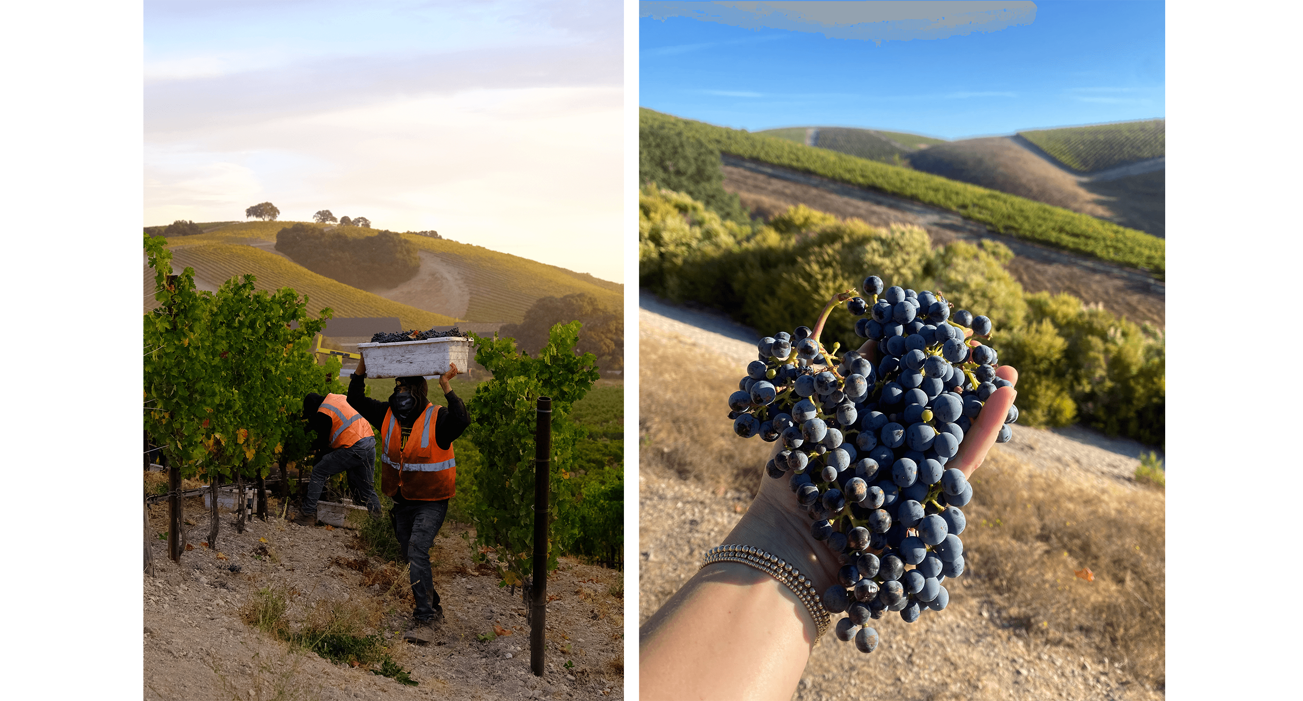 Two photos are shown. On the left a man is carrying a tub of wine grapes above his head while walking through a vineyard with a beautiful sunrise in the background. On the left, two dark blue clusters of Cabernet Sauvignon grapes are held in someone's hand in front of a vineyard.