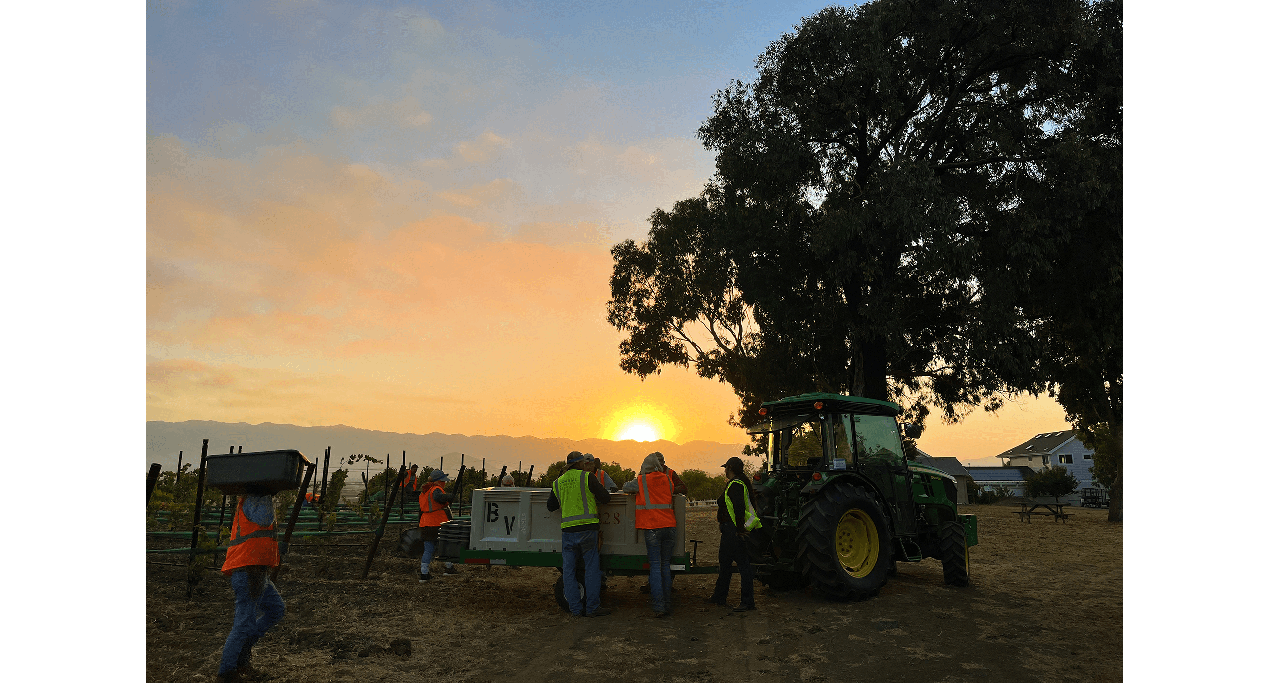 A sunrise over a vineyard crew getting ready to harvest. The silhouette of an oak tree is shown in the foreground.