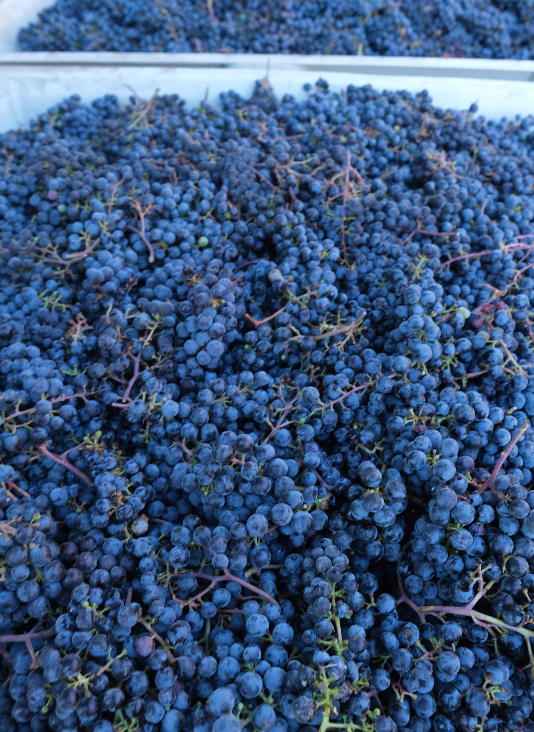 Grapes in a bin